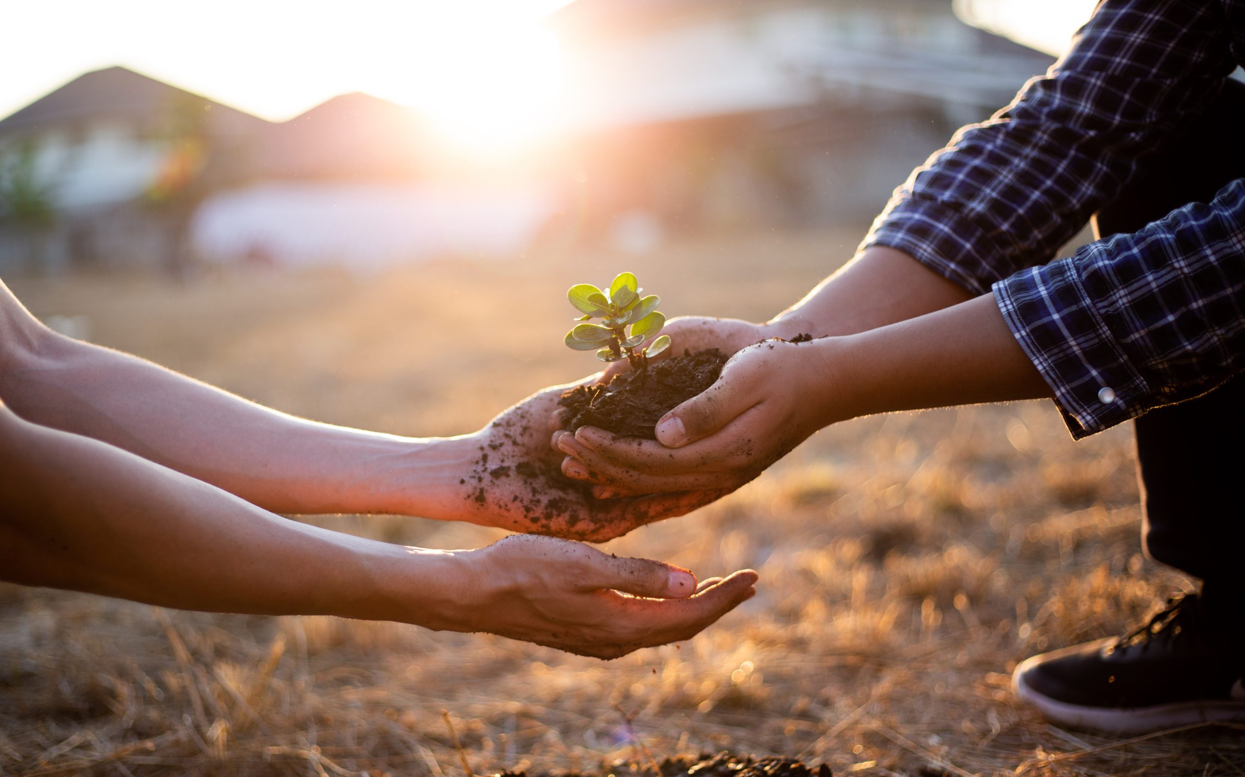 Young seedlings are ready to grow in fertile soil, Agriculture g